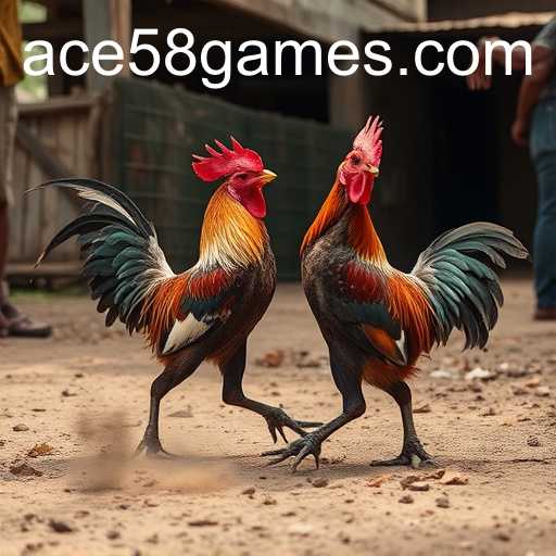 Cockfighting